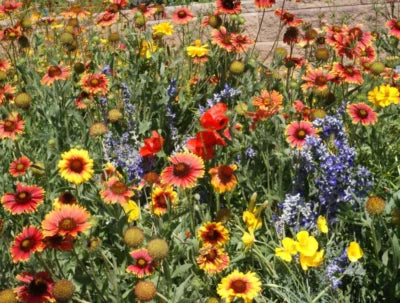 Landscapers Dry Area Blend Wildflower Mix Wperennials Non Gmo