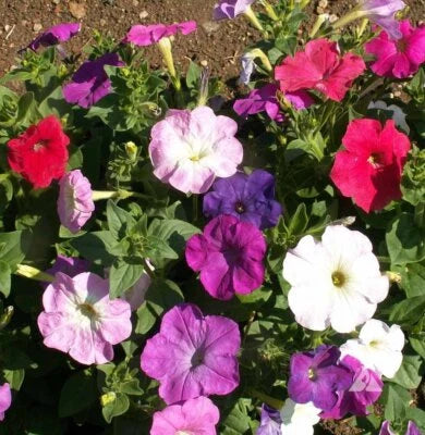 Dwarf Petunia Mix