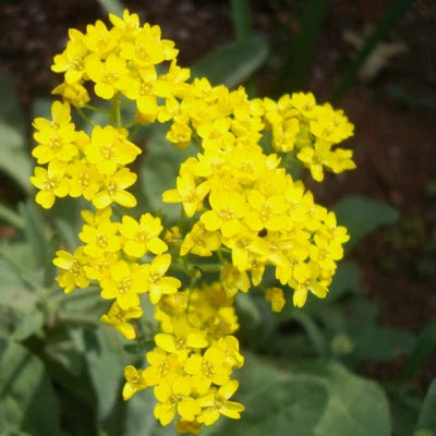 Yellow Basket Of Gold Alyssum