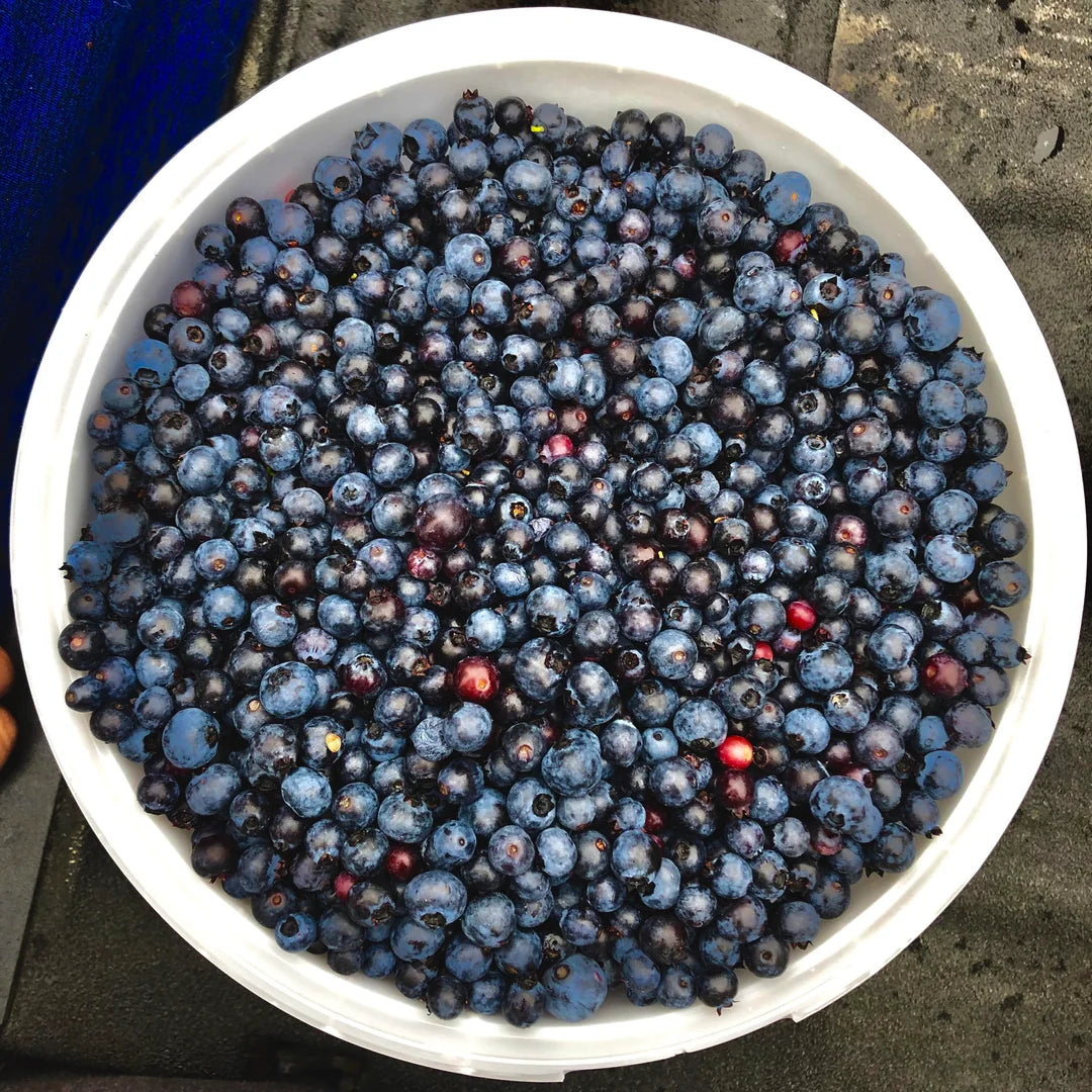 new fresh black myrtillus fruit nutritious antioxidant rich wild blueberries Fruit seeds