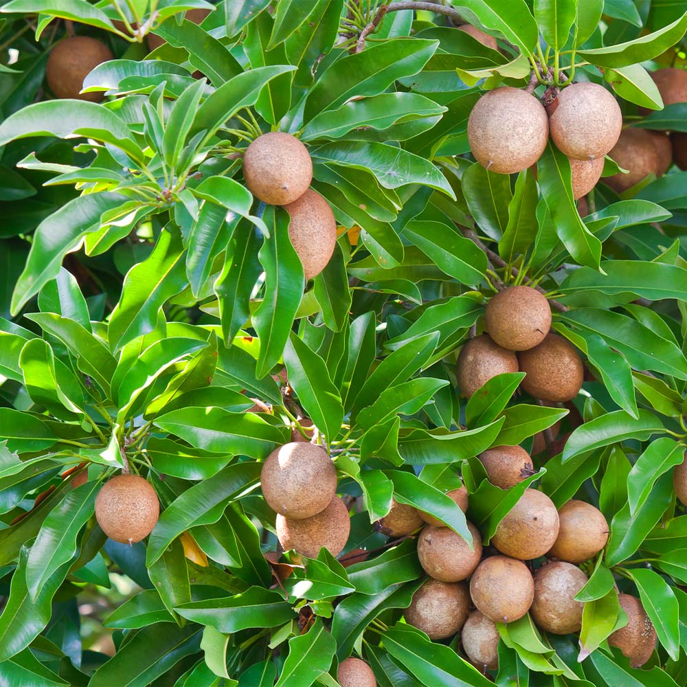 sapodilla manilkara zapota fruit tree backyard seeds