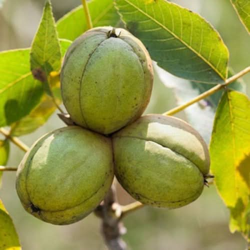 shagbark hickory carya ovata fruit for planting hardy and reliable exotic fruits your backyard seeds