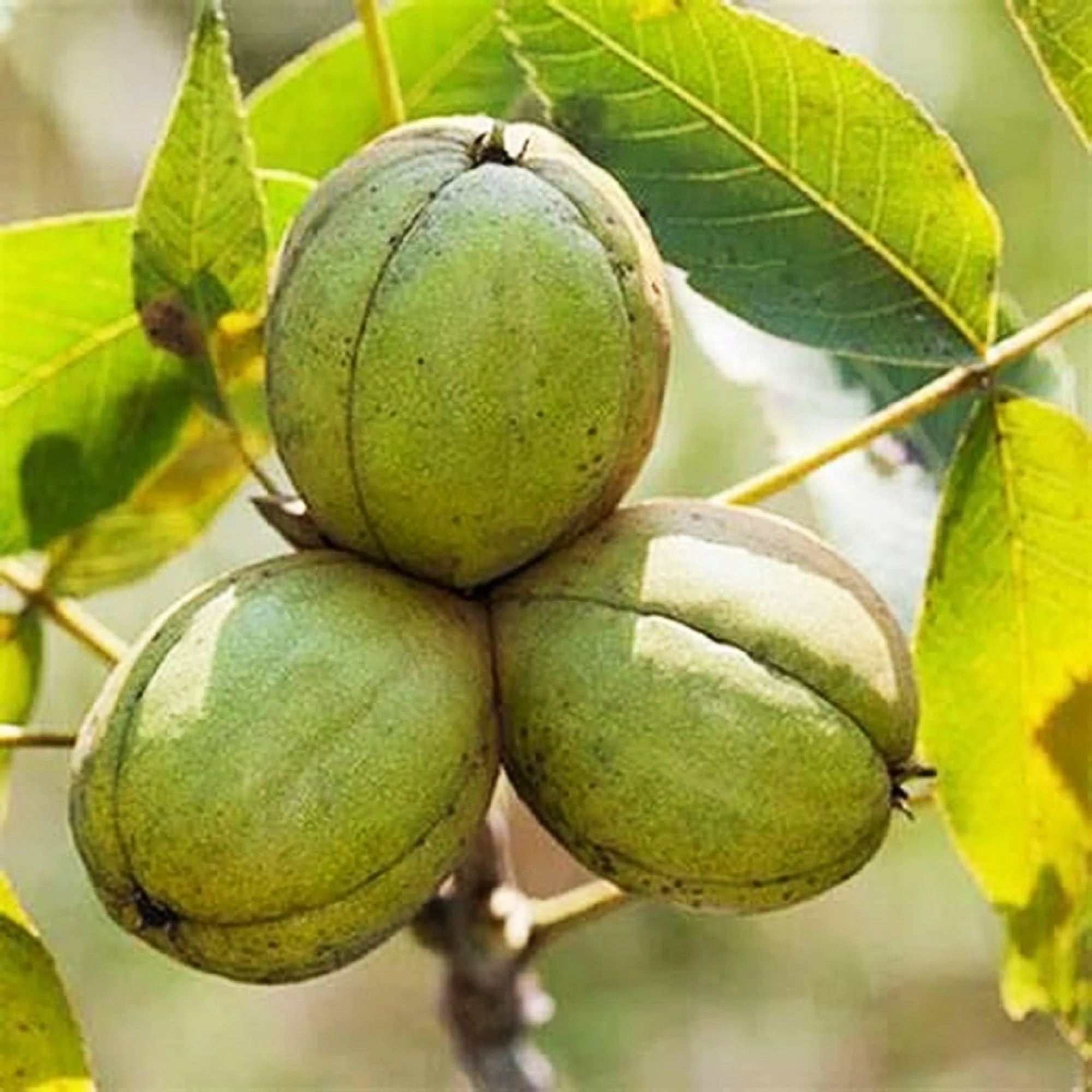 Shagbark Fruit Growing Hardy And Unique Trees Plant For Home Fruit Seeds