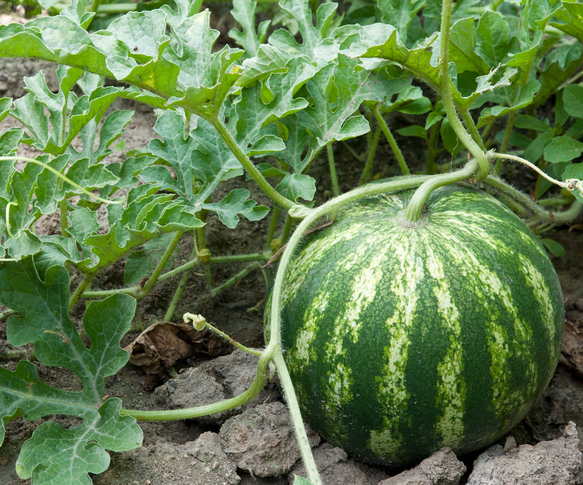 shiny boy hybrid watermelon deep red sweet asian high organic Fruit Seeds organic garden seeds