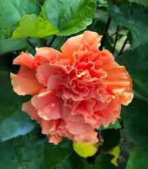 Double Balsam Flower Seeds - Heirloom, Non-GMO, High Germination Flower Seeds for Planting