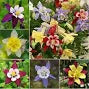 Red Aquilegia Flower Seeds - Heirloom, Non-GMO, High Germination Flower Seeds for Planting