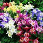 Red Aquilegia Flower Seeds - Heirloom, Non-GMO, High Germination Flower Seeds for Planting