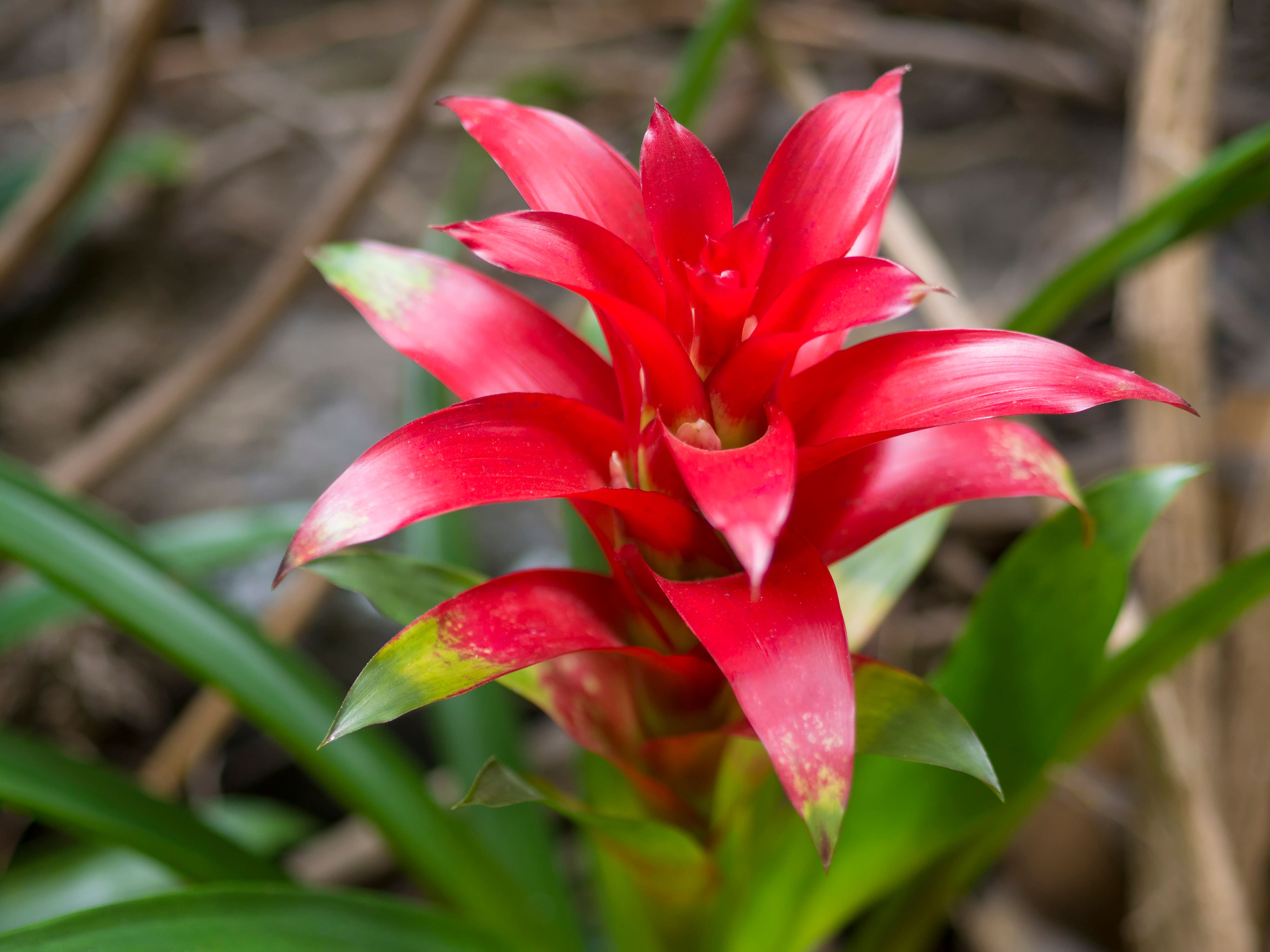 Red Bromeliad Flower Seeds