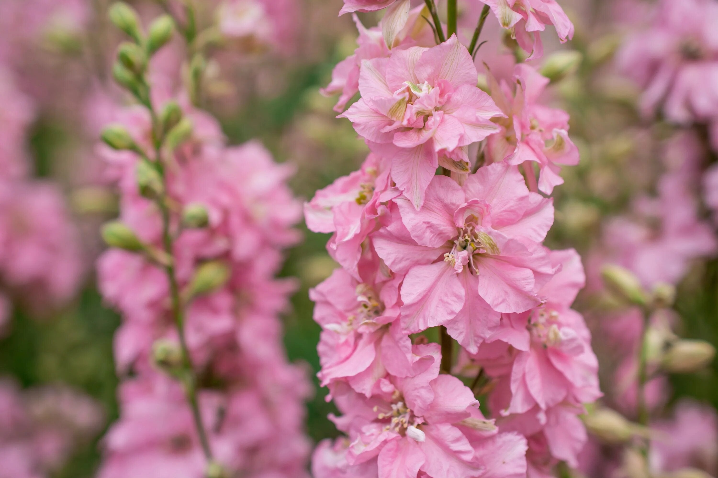 Pink Pale Delphinium Flower Seeds – Heirloom, Non GMO, High Germination Seeds - Heirloom Non GMO High Germination Organi