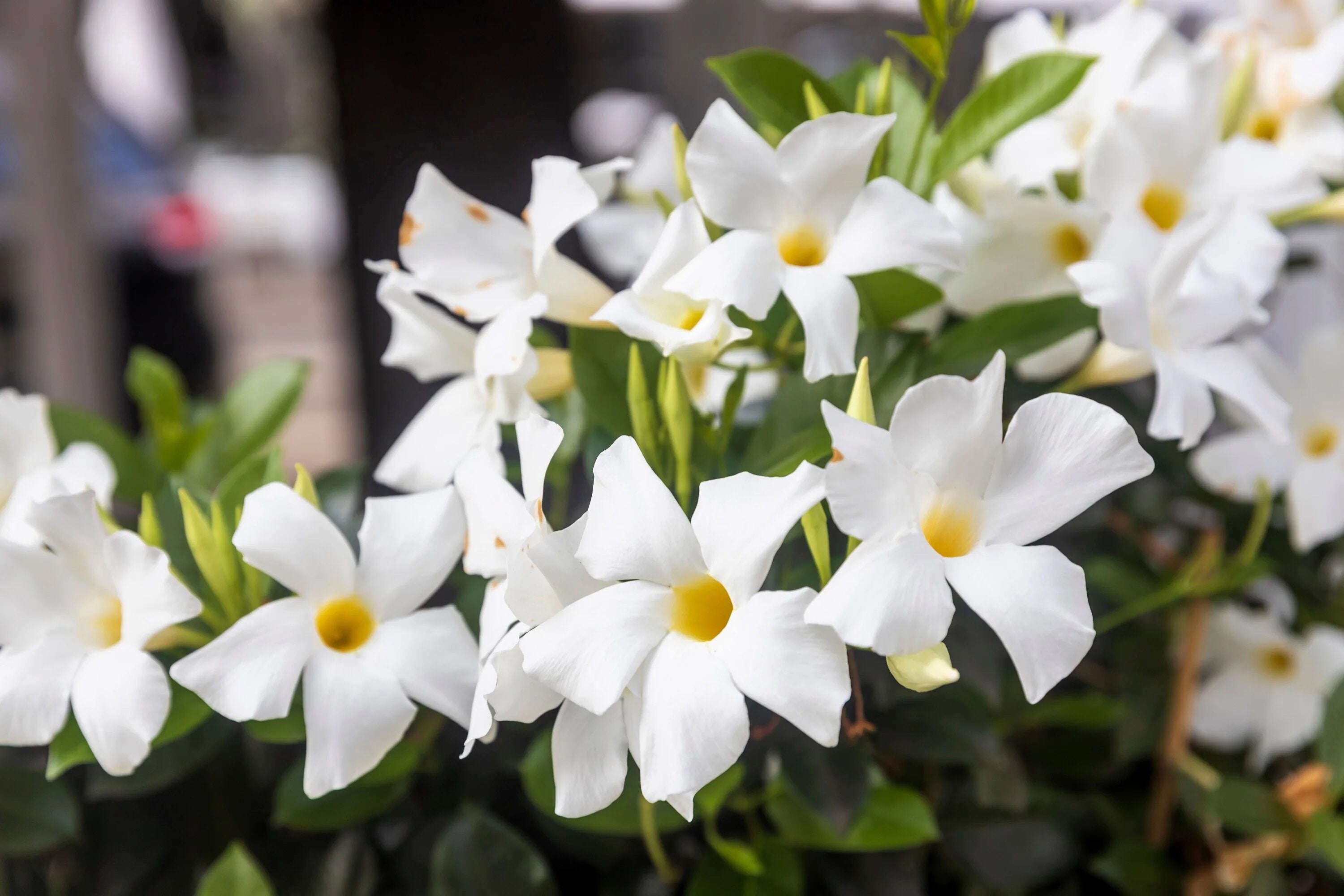 White Dipladenia Flower Seeds