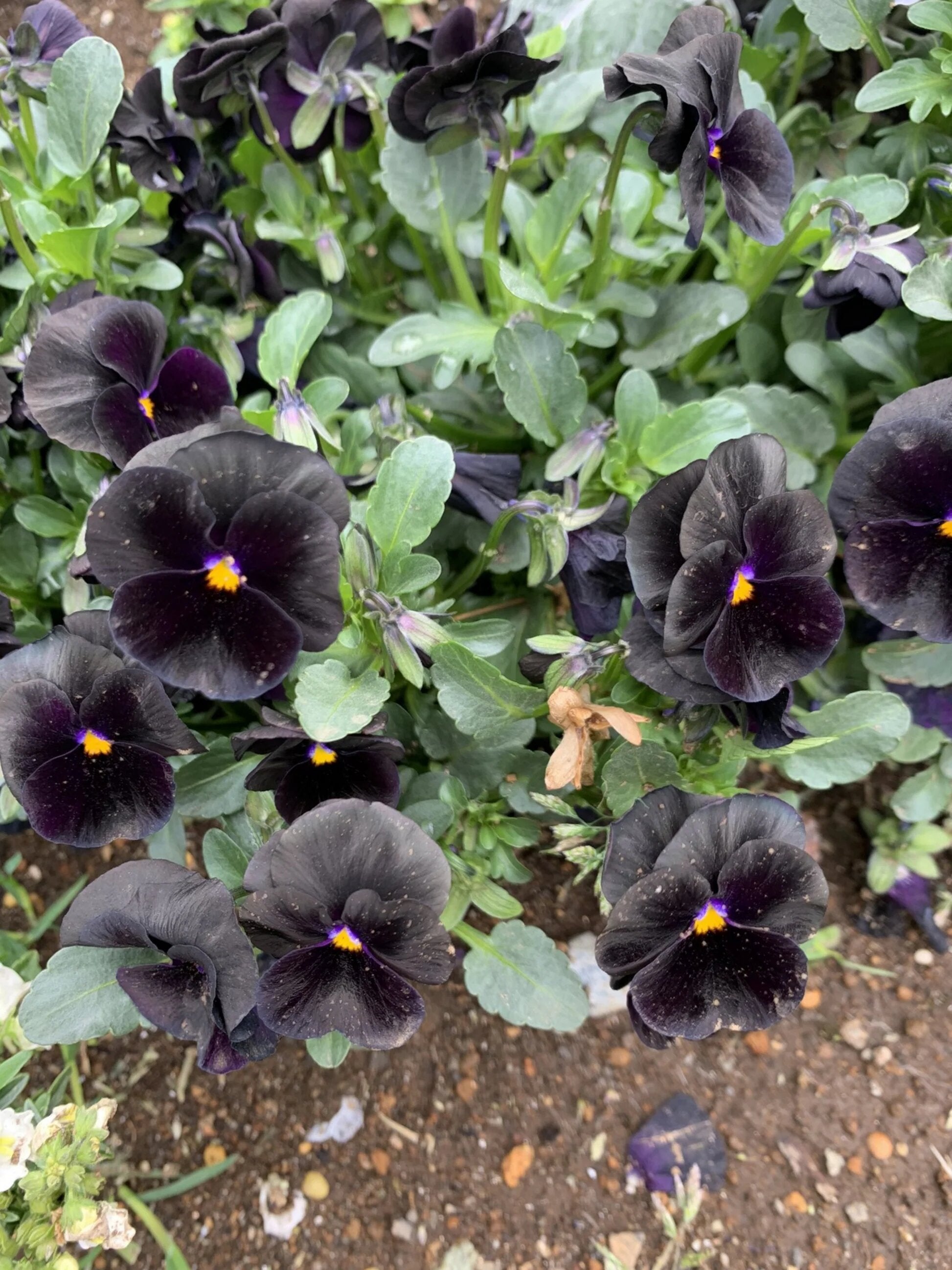 Black Viola Wittrockiana Flower Seeds – Exotic Flowering Plants for Vibrant Garden Beauty