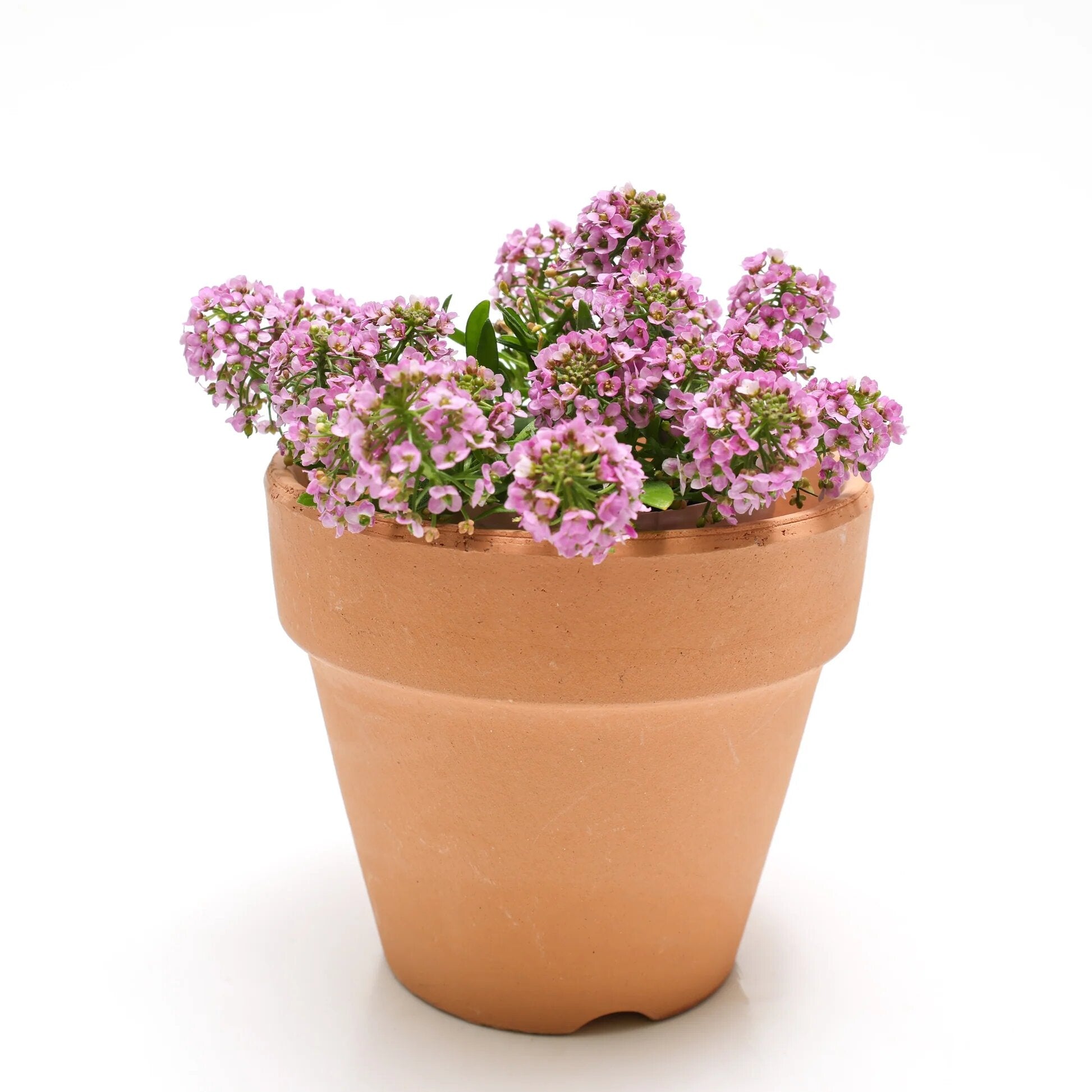 Pink Alyssum Flower Seeds – Rare Blooming Plants Balcony & Patio Gardening Colorful - Heirloom Non GMO High Germination