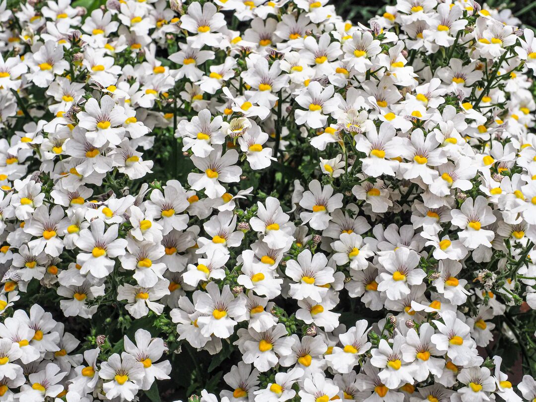 White Nemesia Flower Seeds – Heirloom Non GMO High Germination Seeds