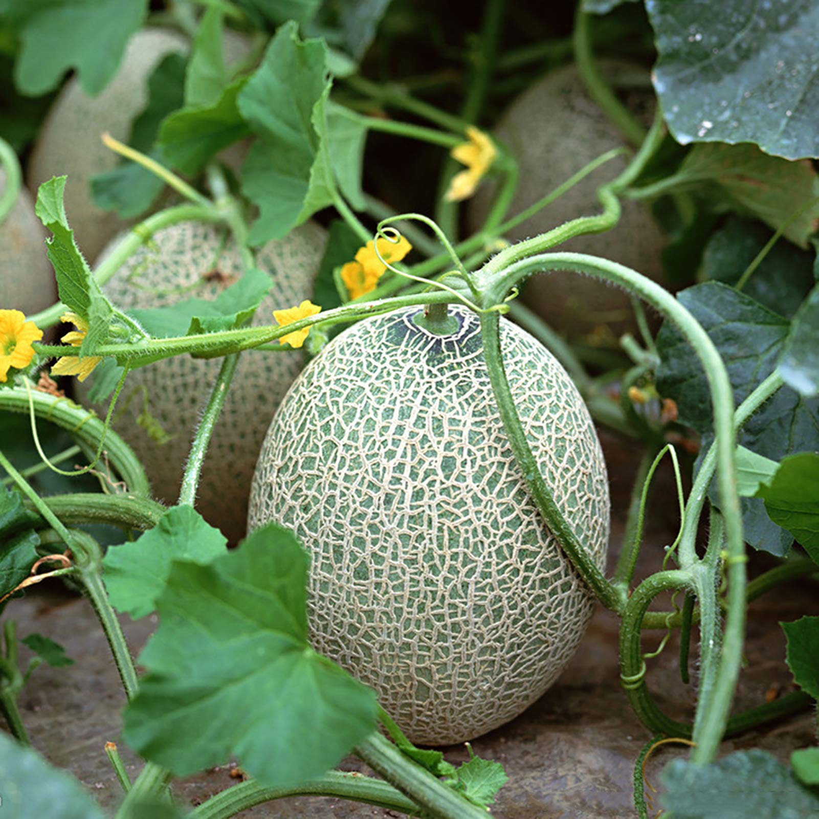 snow mass honeydew melon large smooth pale green sweet melons high organic Fruit Seeds organic garden seeds