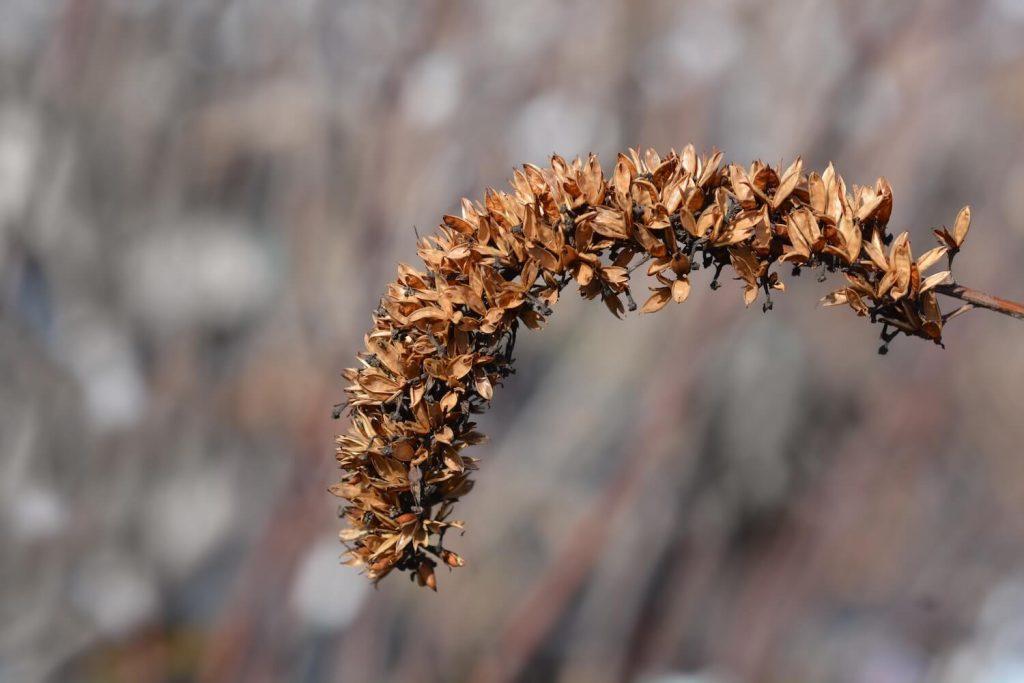 Brown Flower Seeds