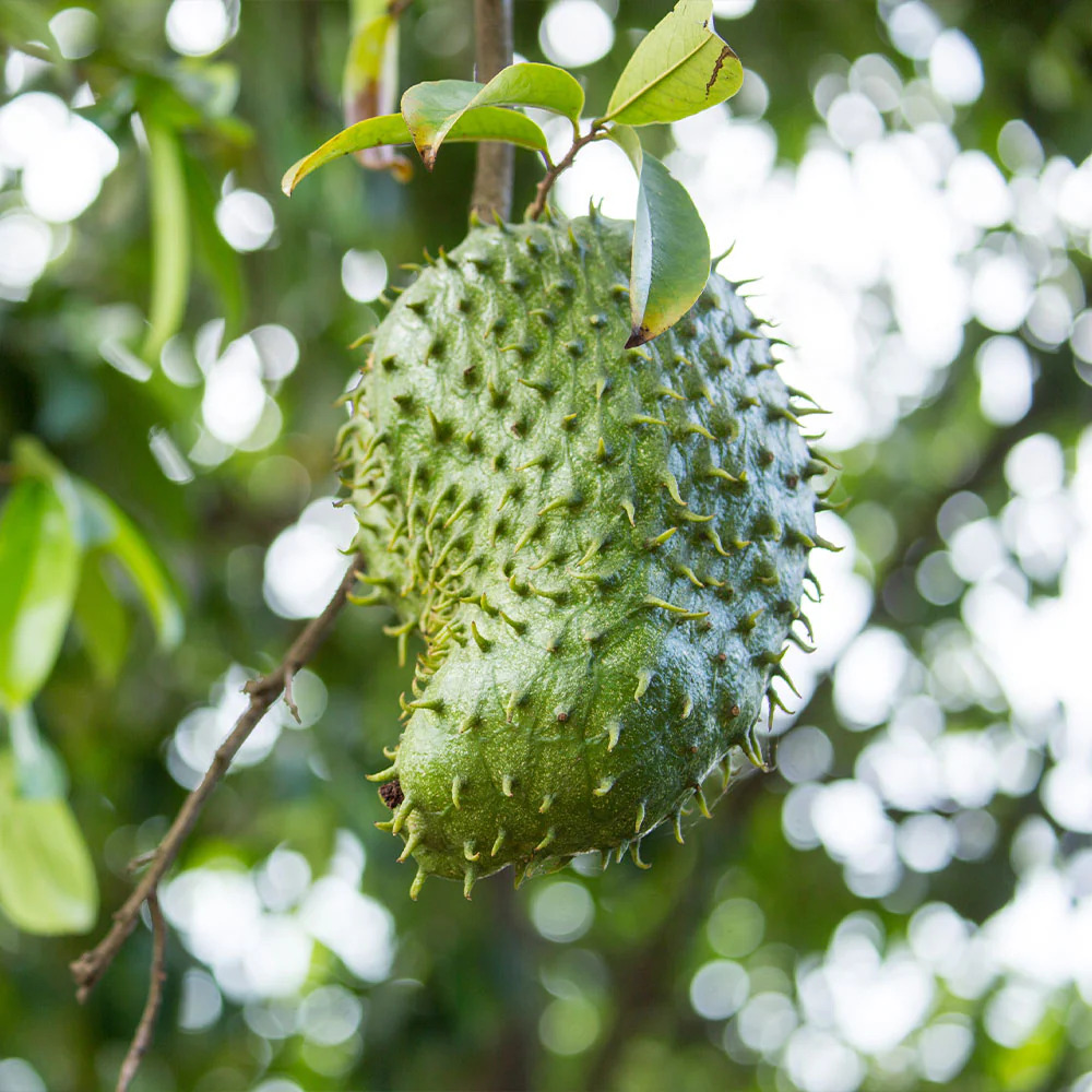 Soursop Brown Color Variety Ideal Fruit Seeds