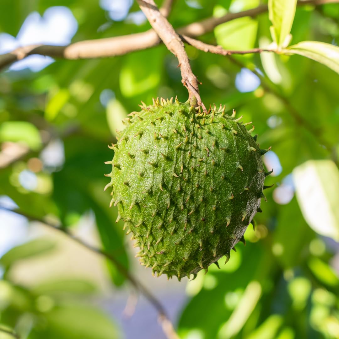 Fresh Green Soursop Cultivatng Tropical Fruit Seeds