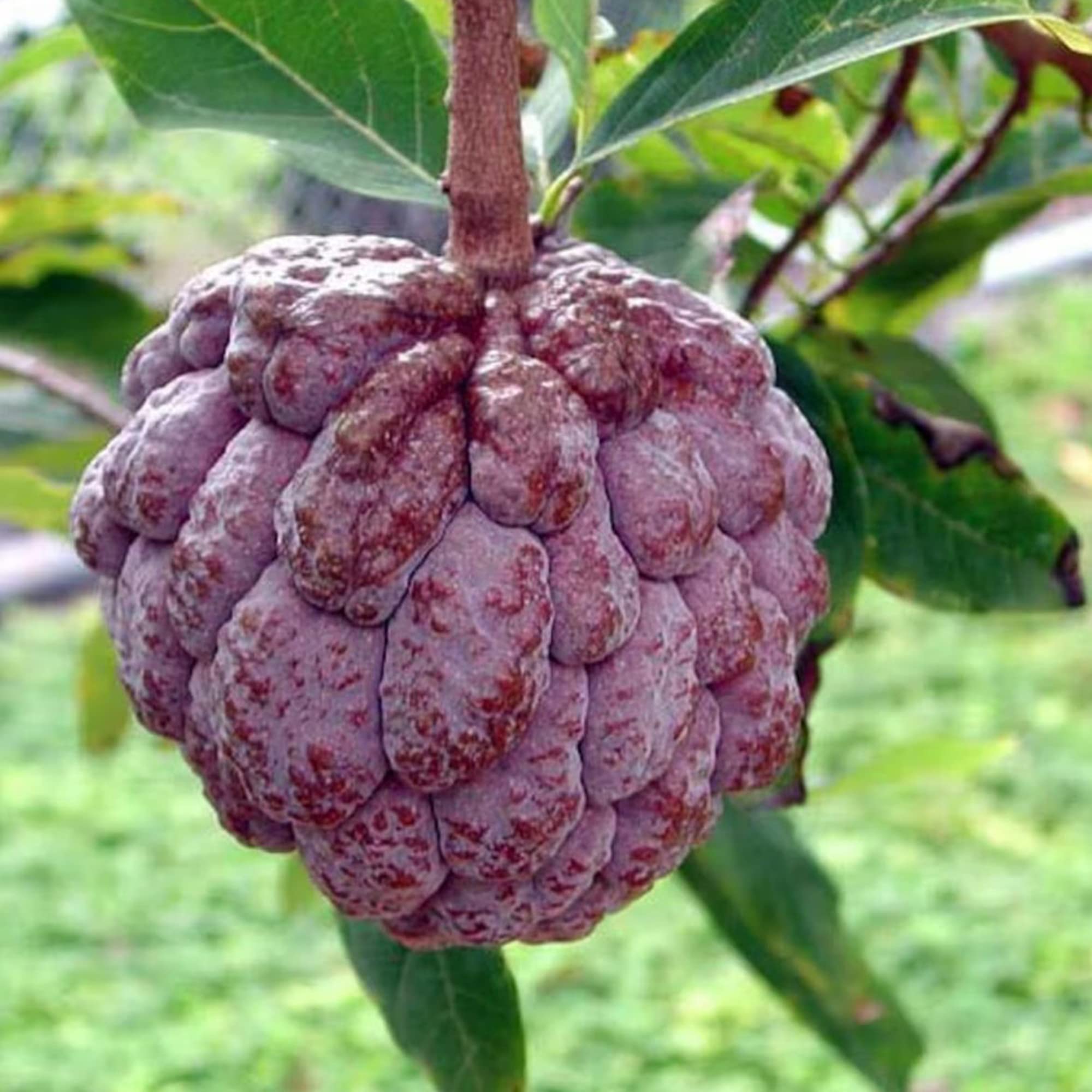 Soursop Pink Color Variety Tropical Fruit Seeds