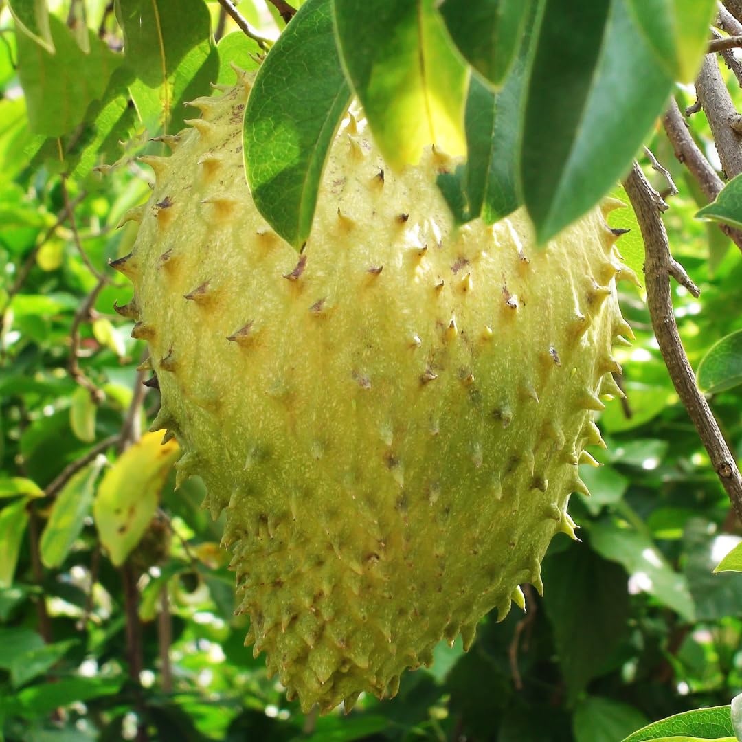 Soursop Yellow Green Variety Ideal Fruit Seeds