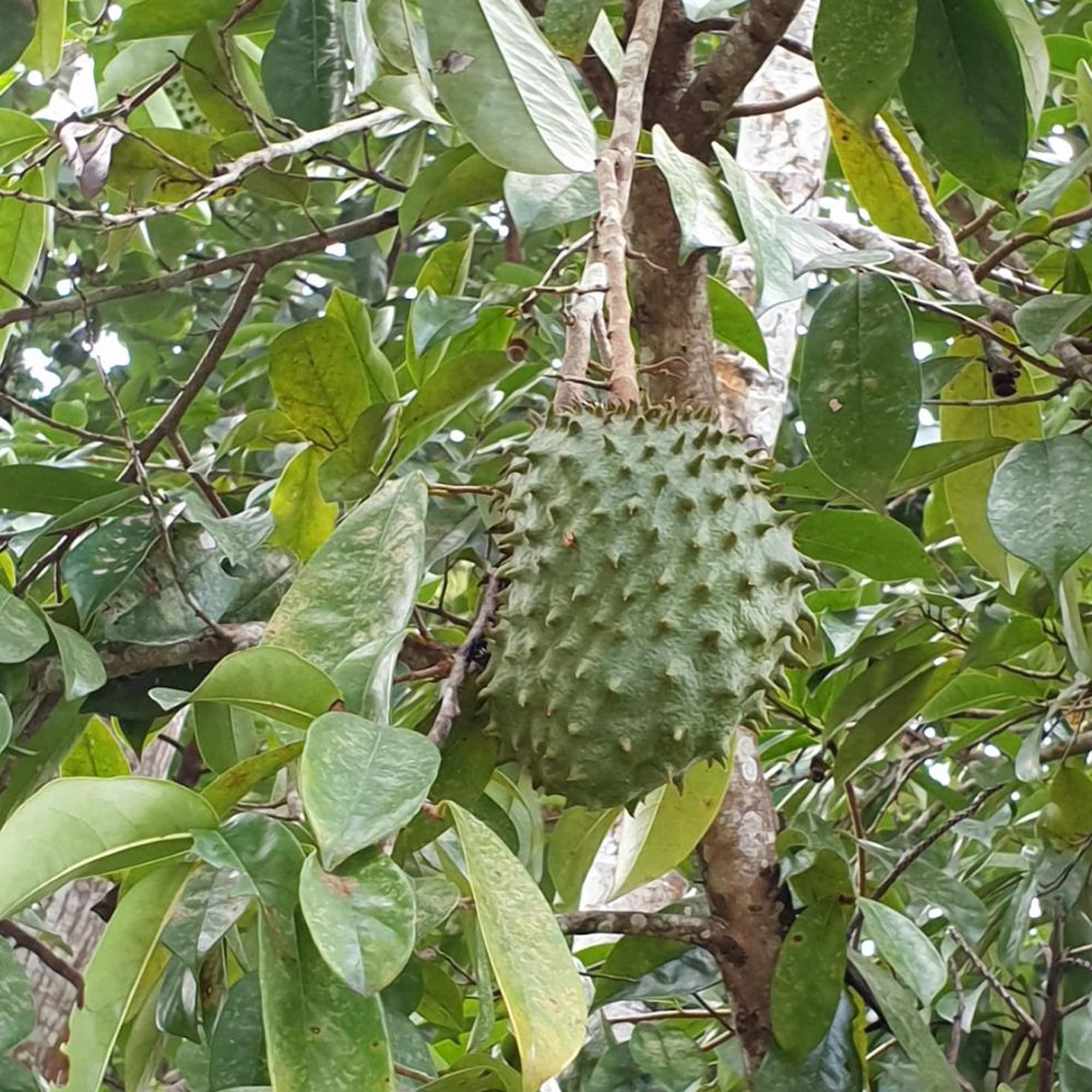 Soursop Grey Color Variety Ideal Fruit Seeds