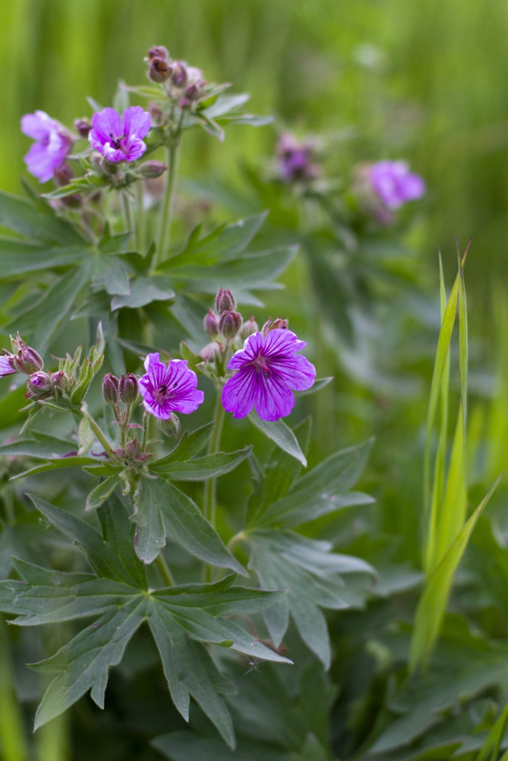 Purple Geranium Flower – Exotic Flowering Plants for Vibrant Backyard Beauty Seeds - Heirloom Non GMO Premium Garden