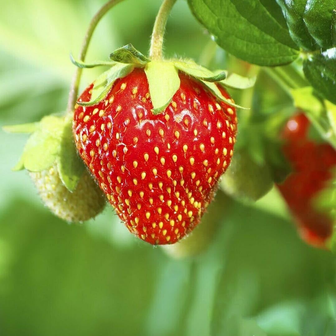chopped strawberry fragaria x ananassa red seeds