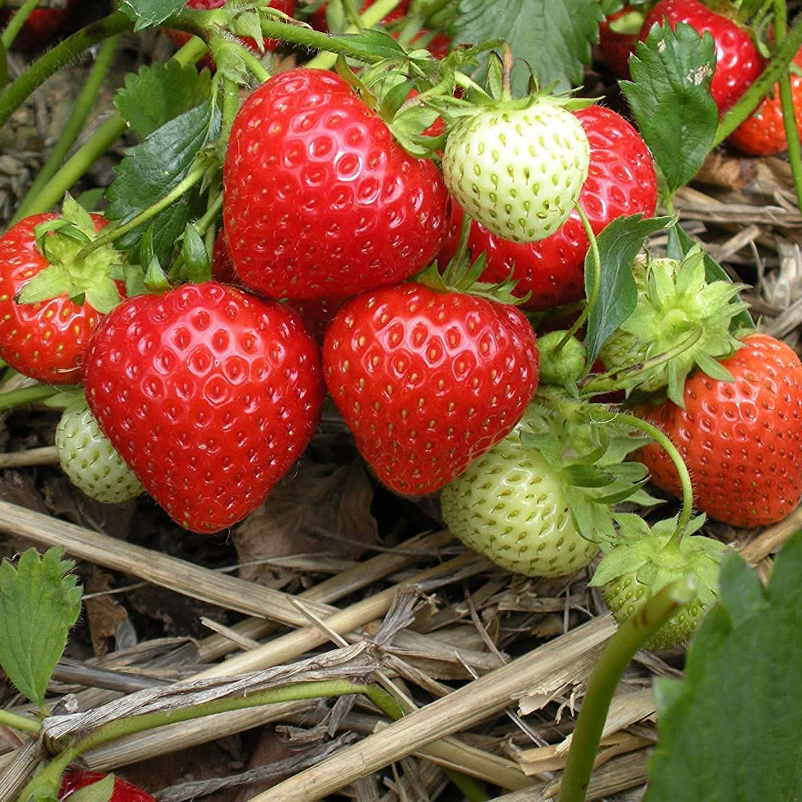 strawberry fragaria x ananassa fruit in seeds