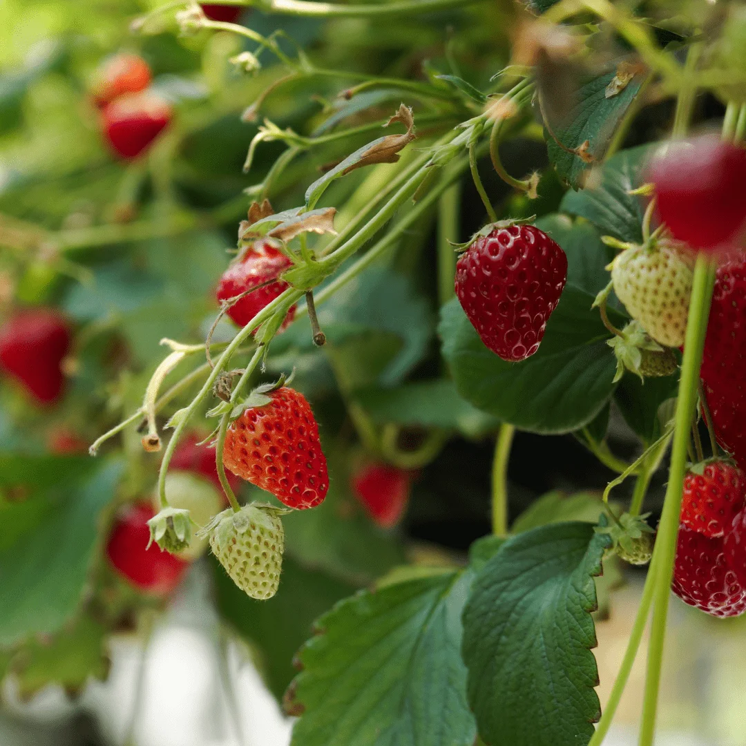 hanging basket strawberry fruit fragaria x seeds