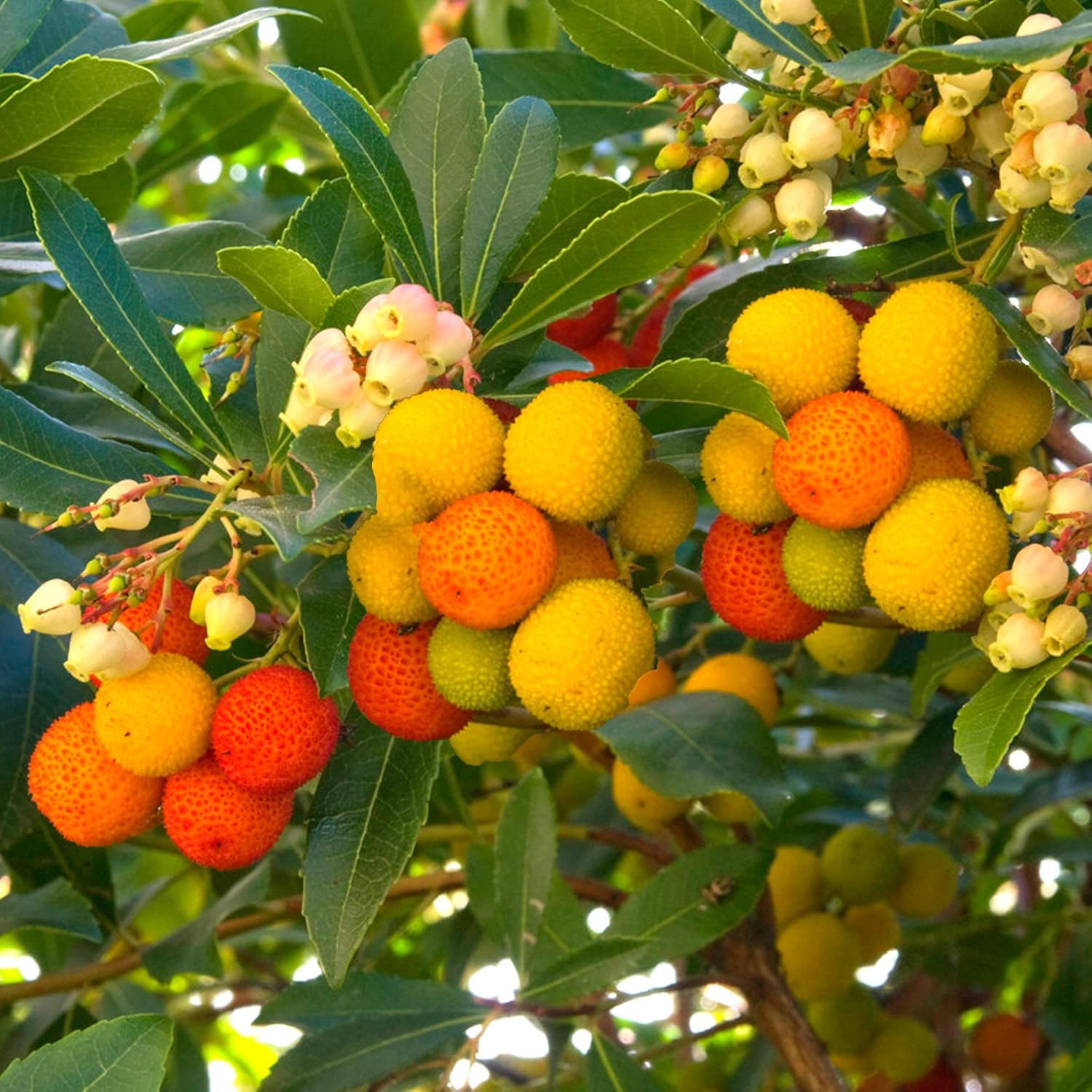strawberry tree arbutus unedo fruit in seeds