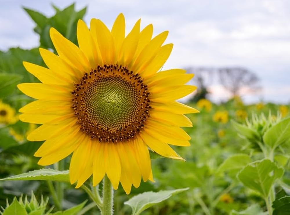 sunflower sunsole soraya tall golden annuals seeds