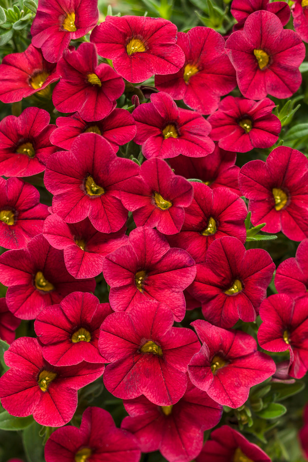 Red Calibrachoa Flower Seeds