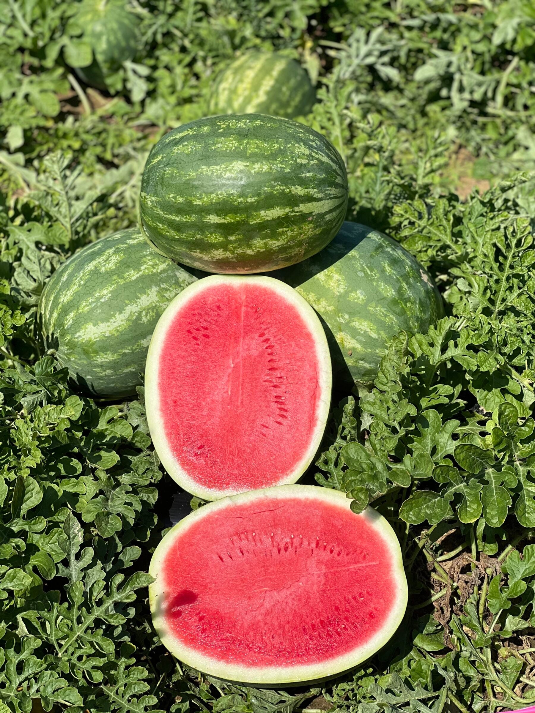 sweet beauty hybrid watermelon small oval pink watermelons high organic Fruit Seeds organic garden seeds