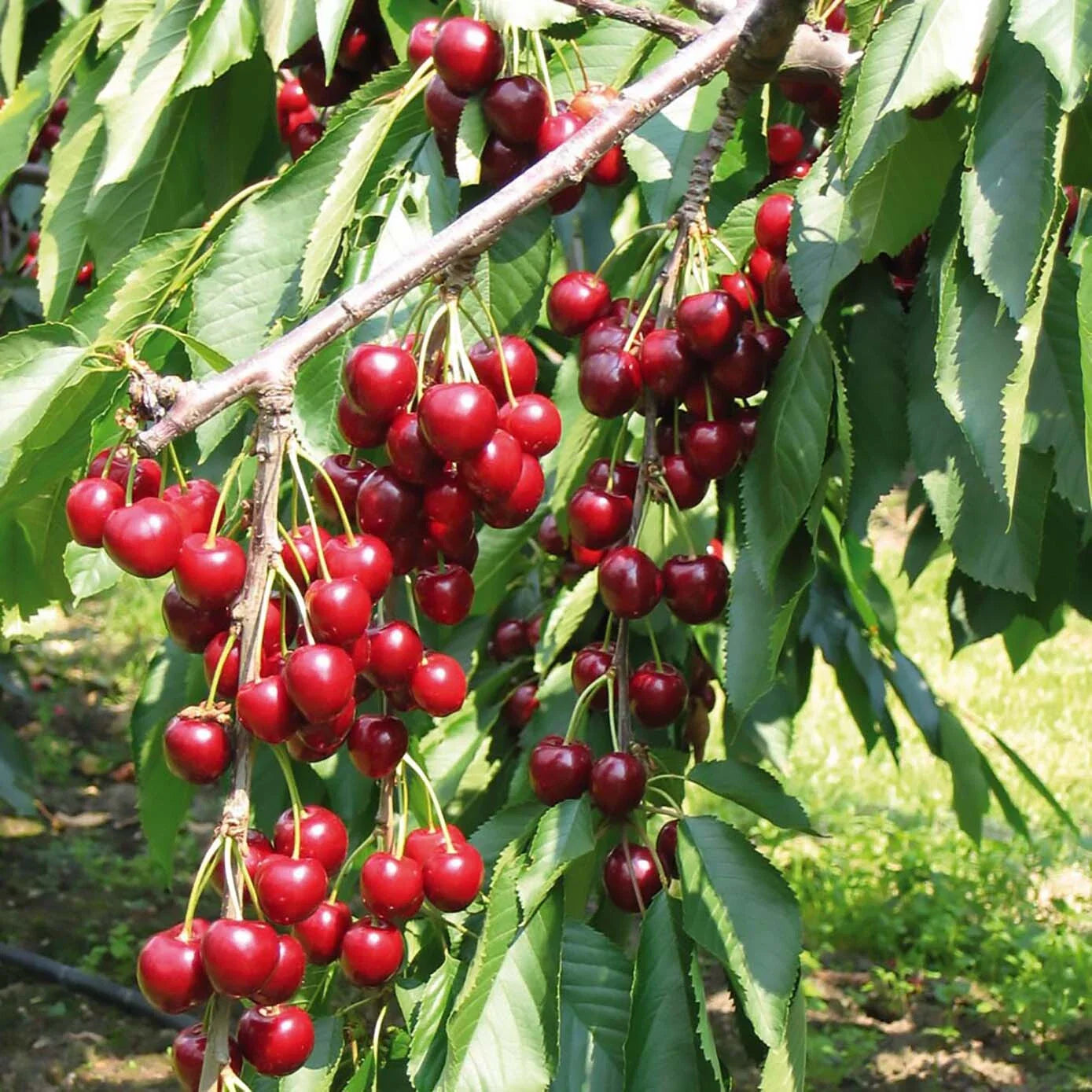 sweet cherry mazzard prunus avium tree high organic Fruit Seeds organic garden seeds