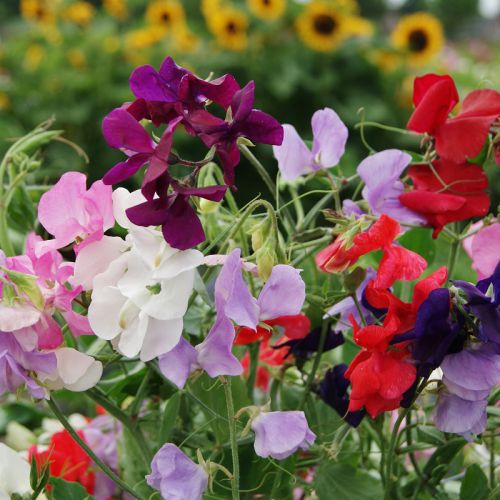sweet pea flower lathyrus odoratus in bed