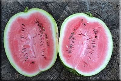 dakota rose watermelon fruit for planting Fruit Seeds