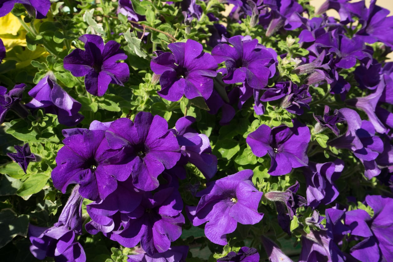 Dark Purple Petunia Flower Seeds - Heirloom Non GMO High Germination Premium Garden Seeds for Planting