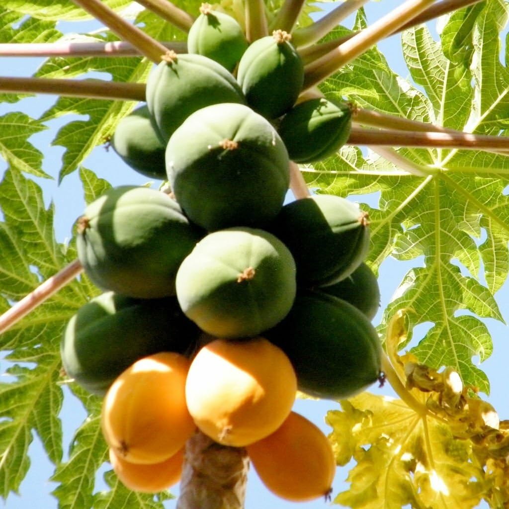 Taiwan Red Lady Papaya Fruit Seeds