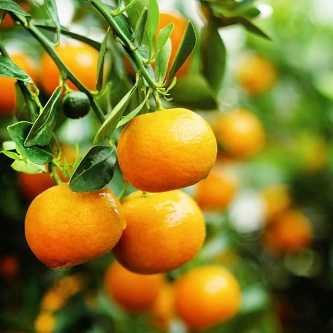 citrus reticulata climbing orange kumquat tangerine seeds
