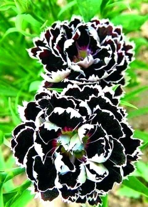 White Black Gladiolus Flower Seeds - Heirloom Non GMO Premium Garden Seeds for Planting