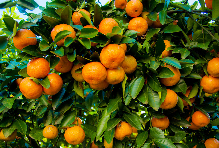 Usa Texas Juicing Orange Tree