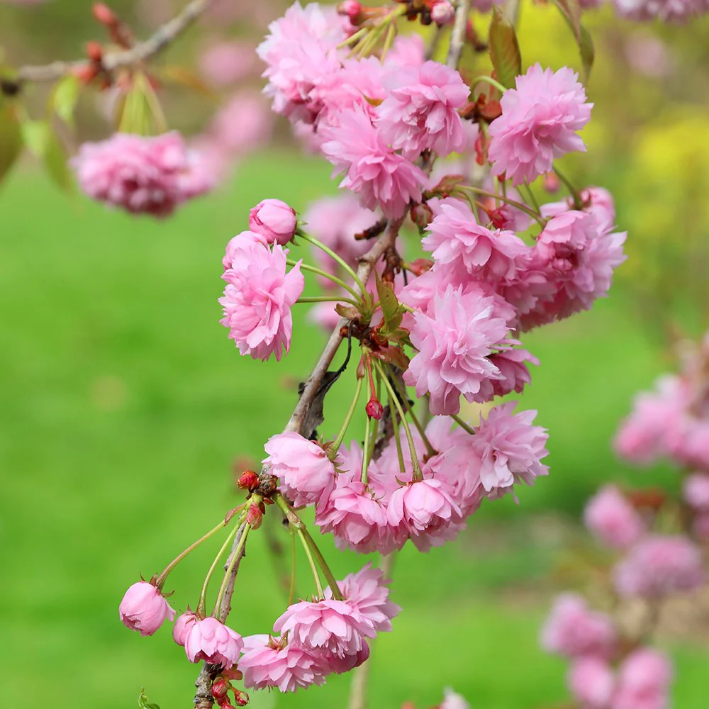 Weeping Pink Cherry Tree Prunus
