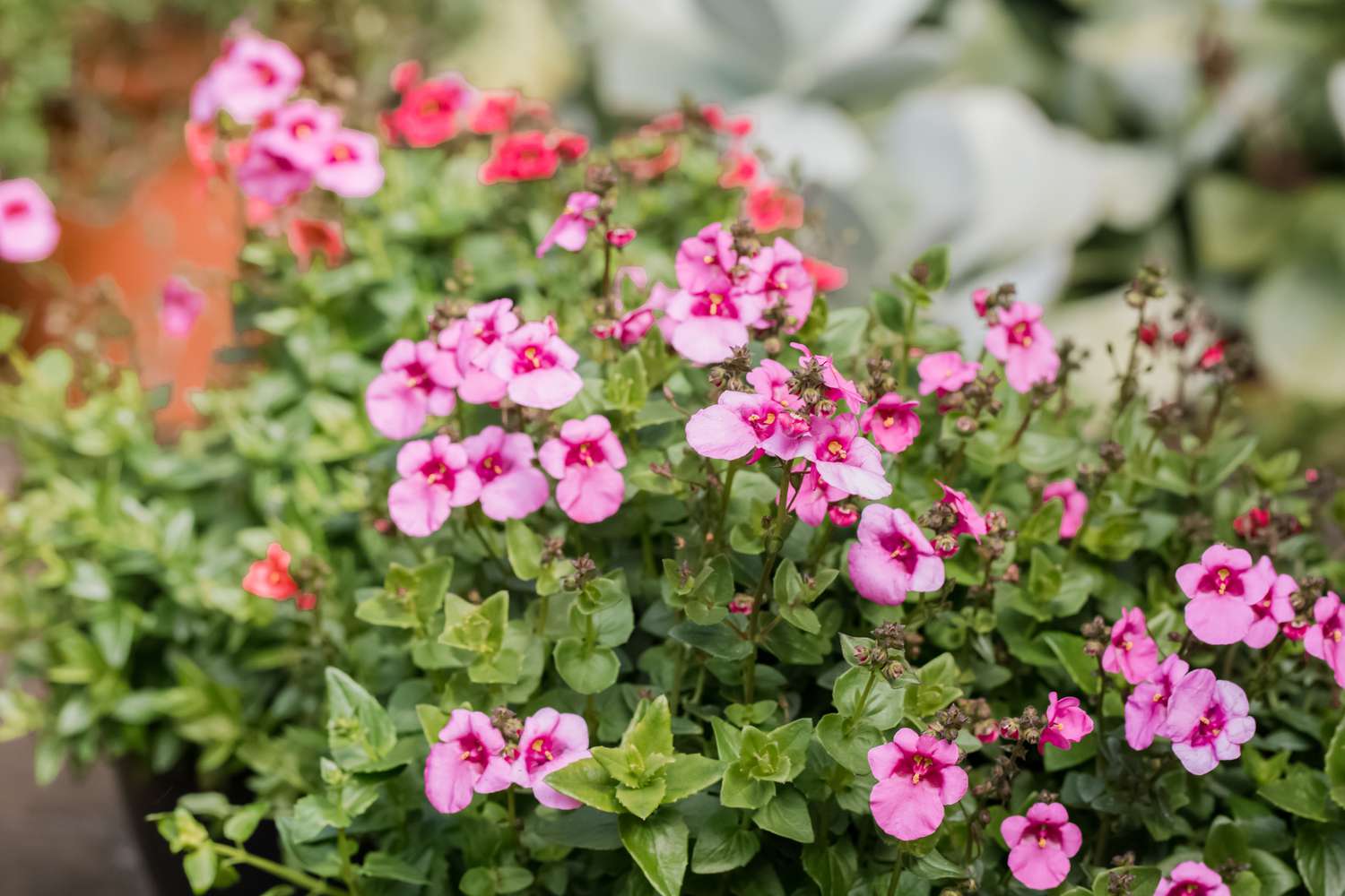 Diascia Flower Seeds