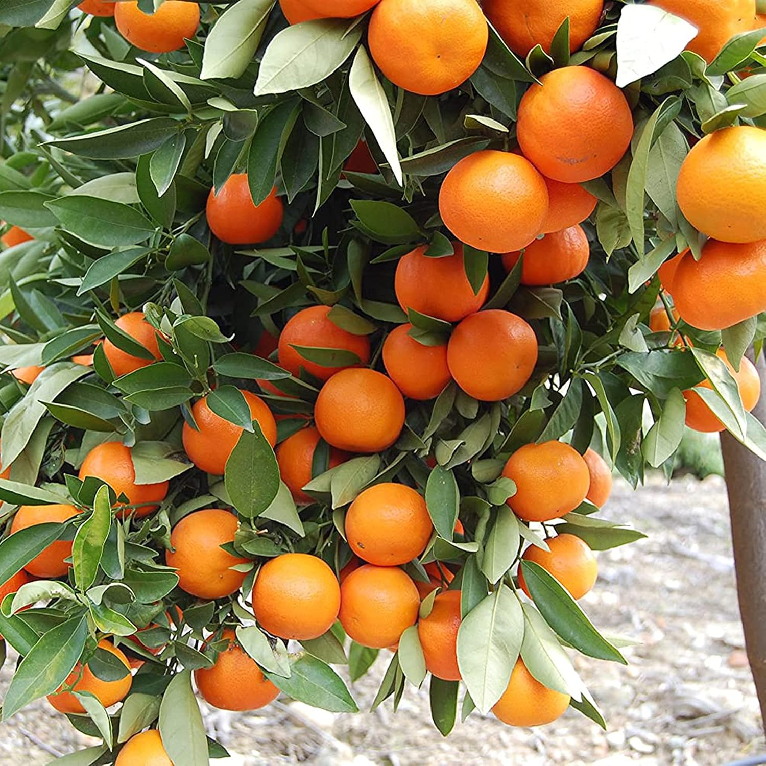 tree various species rare orange bonsai seeds