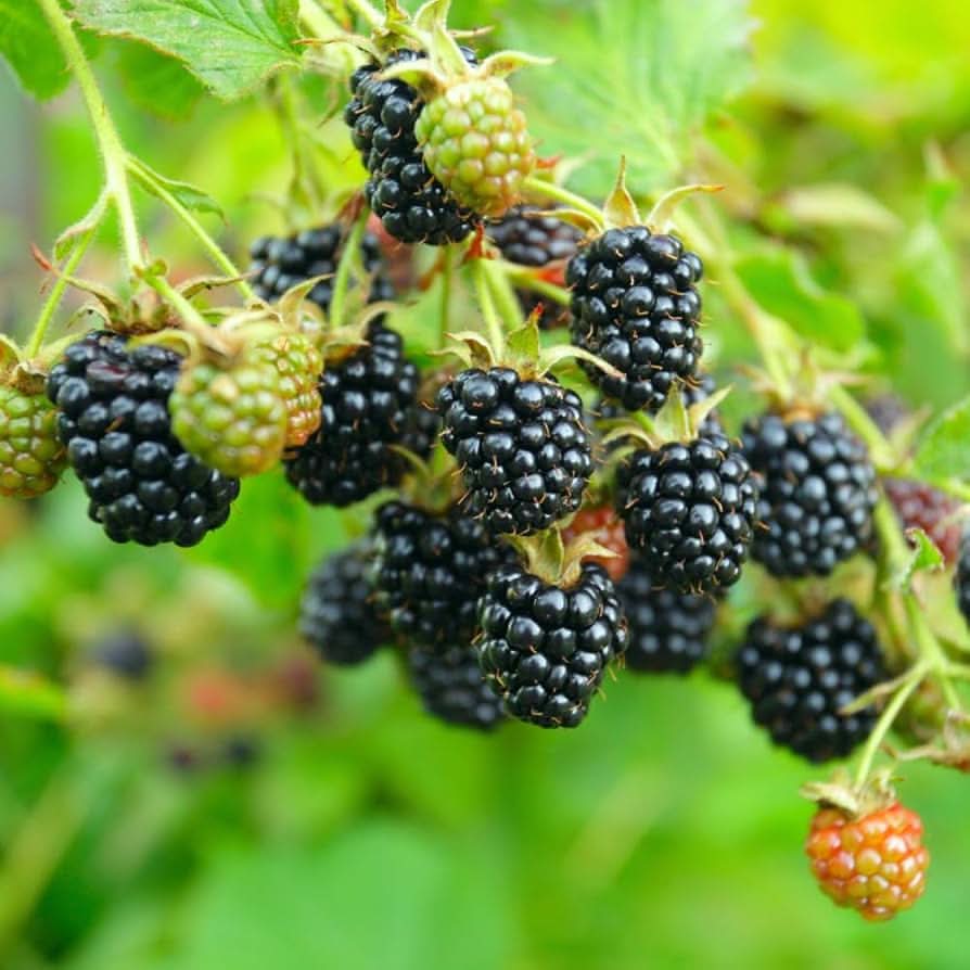triple crown blackberry thornless giant fruit seeds