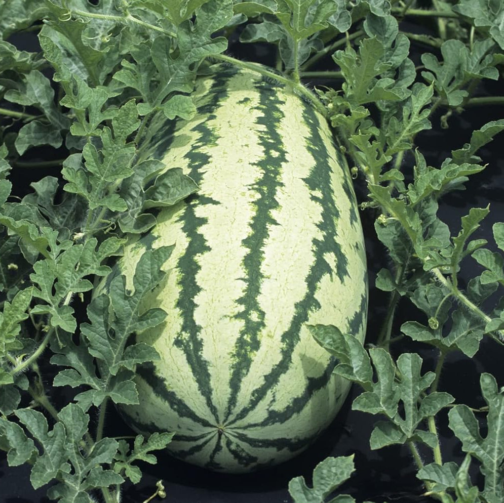 triple crown watermelon seedless juicy sweet seeds