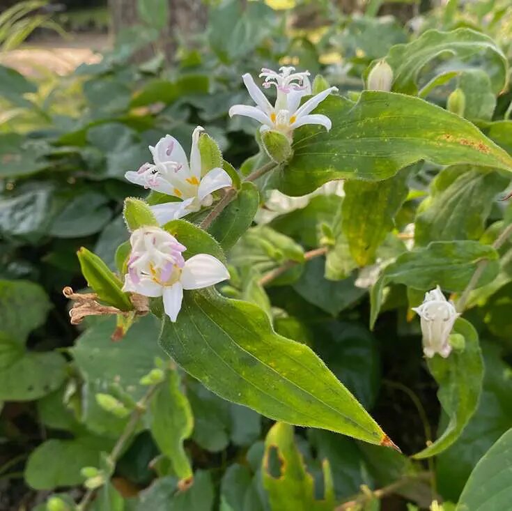White Giant Tricyrtis Flower Seeds