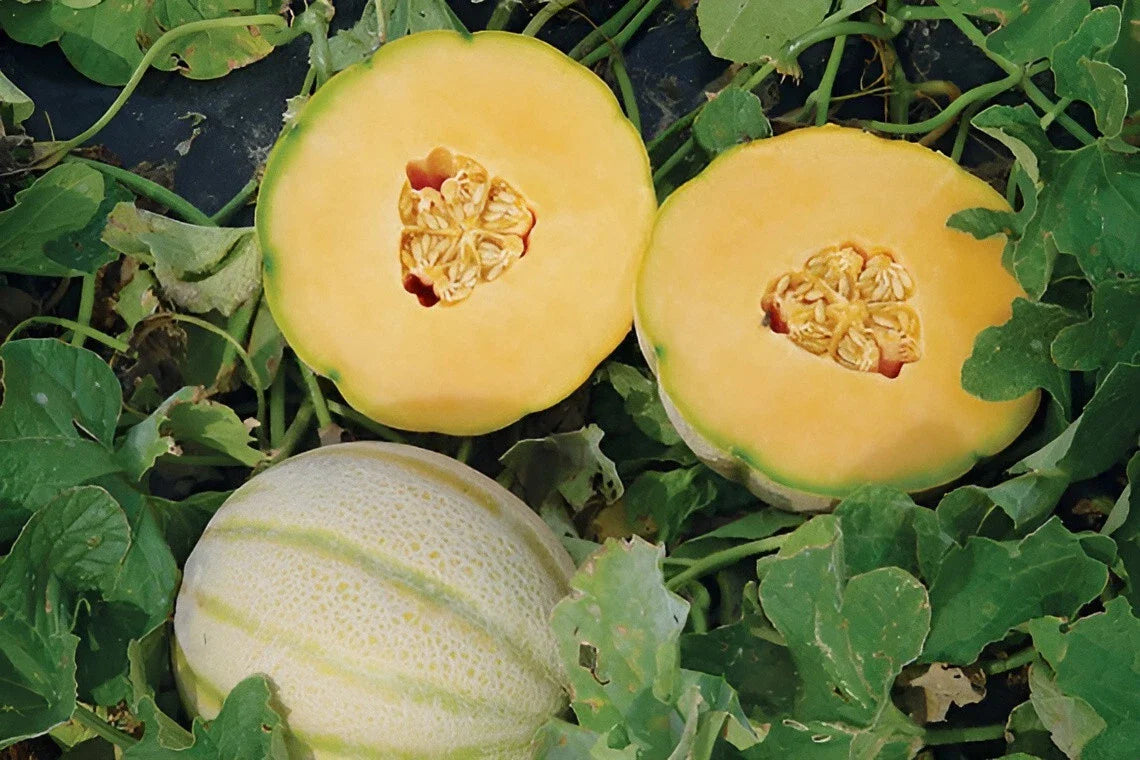 extra sweet tuscany cantaloupe large intensly high organic Fruit Seeds organic garden seeds