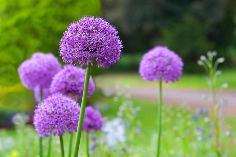 Allium Flower Seeds