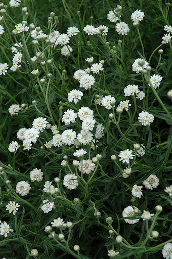 Achillea Ballerina Flower Seeds - Heirloom Non GMO High Germination Garden Planting Seeds