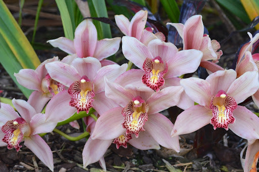Light Pink Cymbidium Flower Seeds | Heirloom, Non-GMO, High Germination Seeds - Heirloom Non GMO Premium Garden Seeds fo